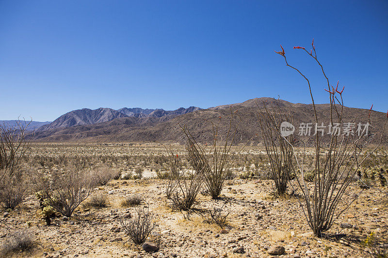 Anza Borrego沙漠景观